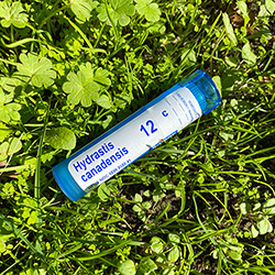 Buy Hydrastis Canadensis 12c Dilution, For Post-nasal drip, 80 Sweet Pellets at The Surf Haberdashery